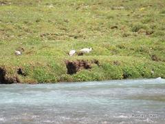 Ibidorhyncha struthersii