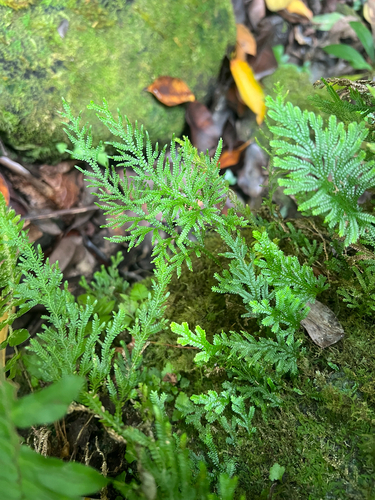 Selaginella arbuscula observed 2025-09-05
