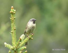 Prunella atrogularis