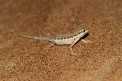 Pristurus minimus