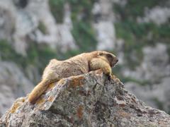 Marmota baibacina