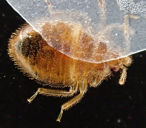 Eastern Bat Bug photo 4