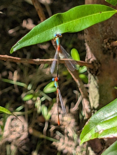 Ceriagrion cerinorubellum