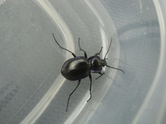 Carabus finitimus