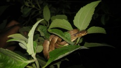 Pareas carinatus