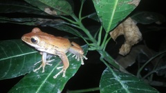 Polypedates leucomystax