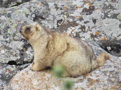 Marmota baibacina