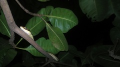 Dendrelaphis pictus