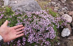 Thymus quinquecostatus