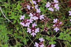 Thymus quinquecostatus