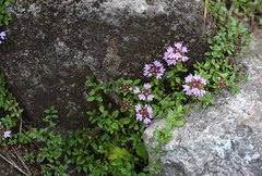Thymus quinquecostatus