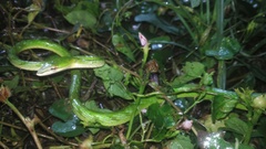 Ahaetulla mycterizans