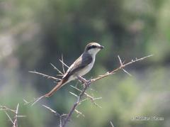 Lanius phoenicuroides