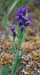 Saussurea angustifolia