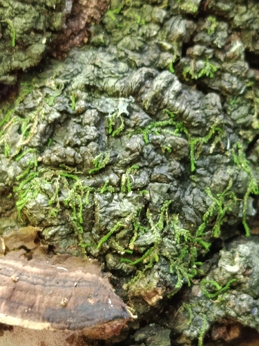 Erpodium domingense, 2025-09-05