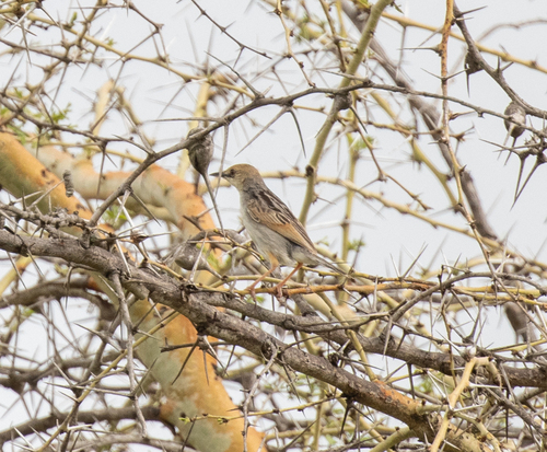 Winding Cisticola (Cisticola marginatus), photo 8