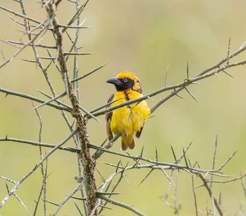 Fox's Weaver (Ploceus spekeoides), photo 1