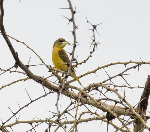 Holub's Golden Weaver (Ploceus xanthops), photo 10