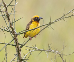 Fox's Weaver photo 3