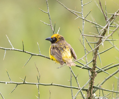 Fox's Weaver photo 2