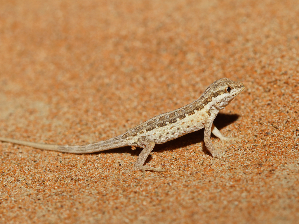 Small Semaphore Gecko