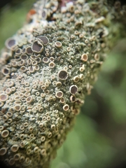 Hyperphyscia plinthiza