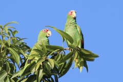 Amazona albifrons