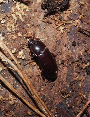 Uloma tenebrionoides