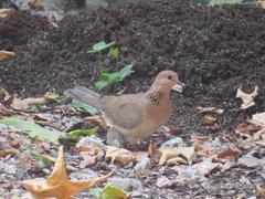 Streptopelia senegalensis