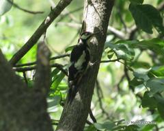 Dendrocopos leucopterus