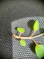 Teucrium parvifolium