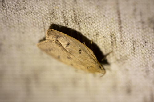 Gold-striped Leaftier Moth (Machimia tentoriferella)