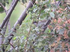 Curruca crassirostris