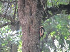 Dendrocopos leucopterus