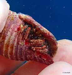 Dardanus sanguinocarpus