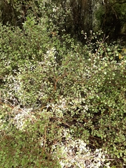 Teucrium parvifolium