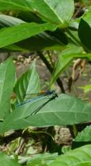 Argia anceps