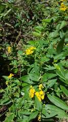 Callaeum macropterum