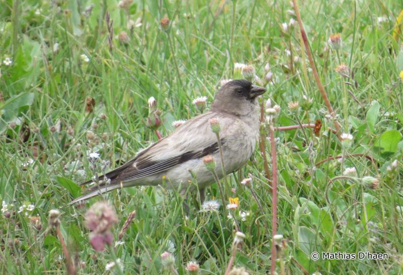 Brandt's Mountain Finch
