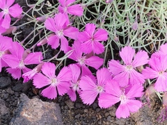 Dianthus repens