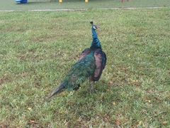 Pavo
