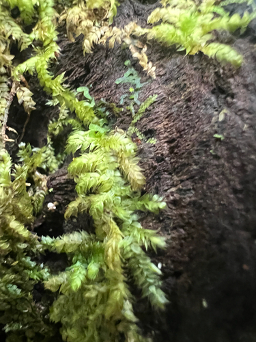 Vesicularia observed 2025-09-05