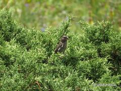 Carpodacus rhodochlamys