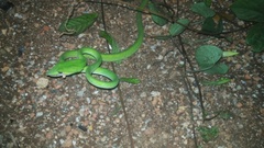 Ahaetulla prasina