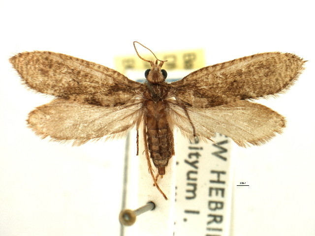 Agathiphagoidea