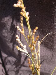 Juncus secundus