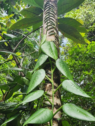 Pothos tener observed 2025-08-08