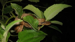 Pareas carinatus