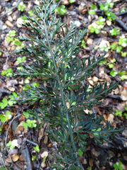 Asplenium richardii