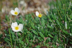 Dryas alaskensis
